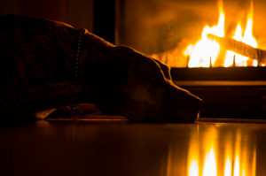 A brindle Great Dane is laying on a floor next to a fire place. The dog is highlighted by the warm light of the flame.